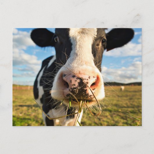 Farms | Holstein Cow Chewing Briefkaart (Voorkant)