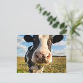 Farms | Holstein Cow Chewing Briefkaart (Staand voorkant)