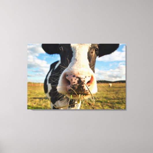 Farms | Holstein Cow Chewing Canvas Afdruk (Voorkant)