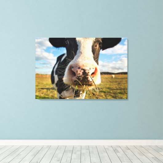 Farms | Holstein Cow Chewing Canvas Afdruk (Insitu (Houten vloer))