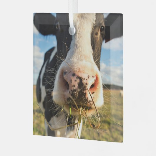Farms | Holstein Cow Chewing Glas Ornament (Voorkant links)