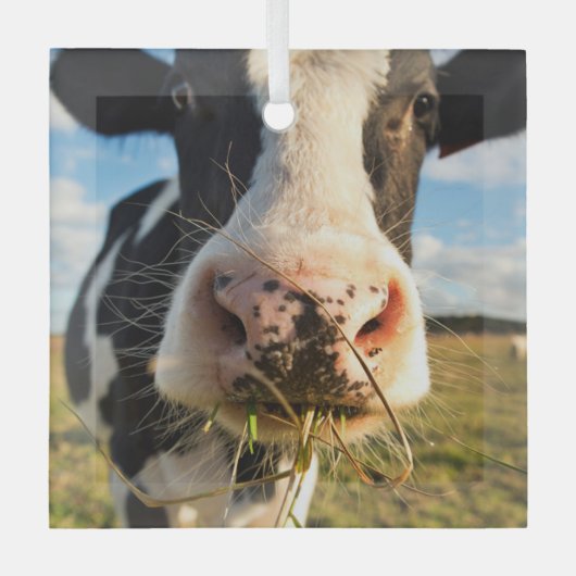 Farms | Holstein Cow Chewing Glas Ornament (Voorkant)