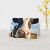 Farms | Holstein Cow Chewing Kaart (Gele Bloem)