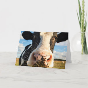 Farms   Holstein Cow Chewing Kaart