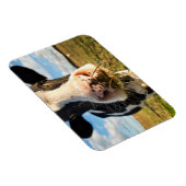 Farms | Holstein Cow Chewing Magneet (Rechterzijde)