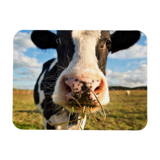 Farms | Holstein Cow Chewing Magneet (Horizontaal)