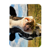 Farms | Holstein Cow Chewing Magneet (Verticaal)