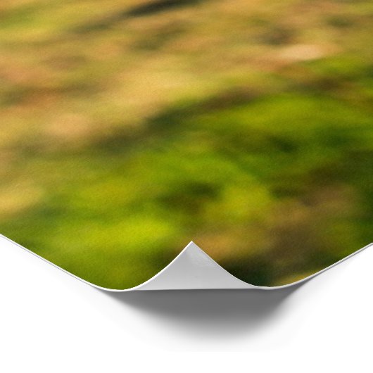 Farms | Holstein Cow Chewing Poster (Hoek)