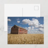Farms | Old Red Barn in Wheat Field Briefkaart (Voorkant / Achterkant)