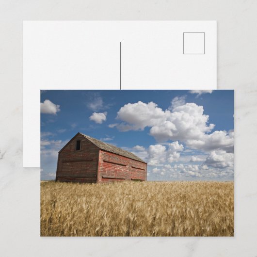 Farms | Old Red Barn in Wheat Field Briefkaart (Voorkant / Achterkant)