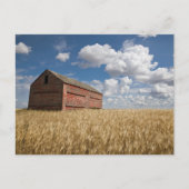 Farms | Old Red Barn in Wheat Field Briefkaart (Voorkant)