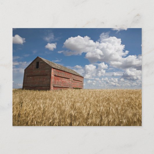 Farms | Old Red Barn in Wheat Field Briefkaart (Voorkant)