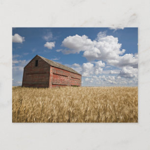 Farms   Old Red Barn in Wheat Field Briefkaart