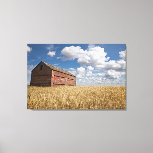 Farms | Old Red Barn in Wheat Field Canvas Afdruk (Voorkant)