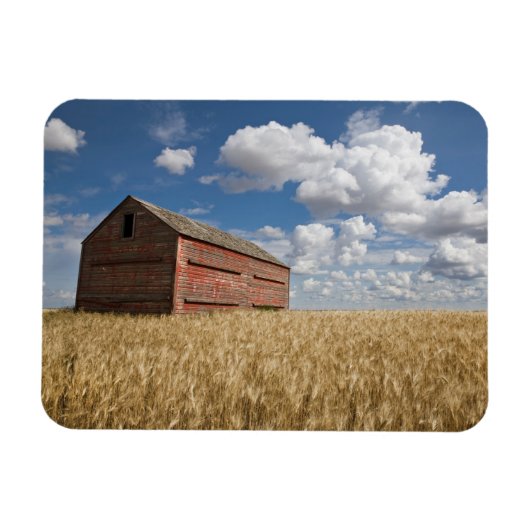 Farms | Old Red Barn in Wheat Field Magneet (Horizontaal)