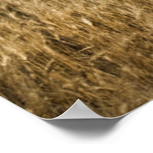 Farms | Old Red Barn in Wheat Field Poster (Hoek)