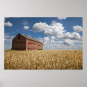Farms | Old Red Barn in Wheat Field Poster (Voorkant)
