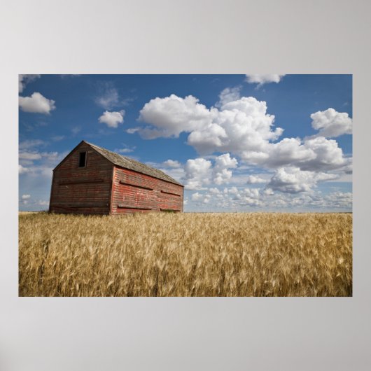 Farms | Old Red Barn in Wheat Field Poster (Voorkant)