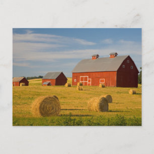 Farms Red Barns Near Hay Bales Briefkaart