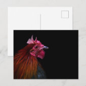 Farms | Rooster Head Shot Briefkaart (Voorkant / Achterkant)