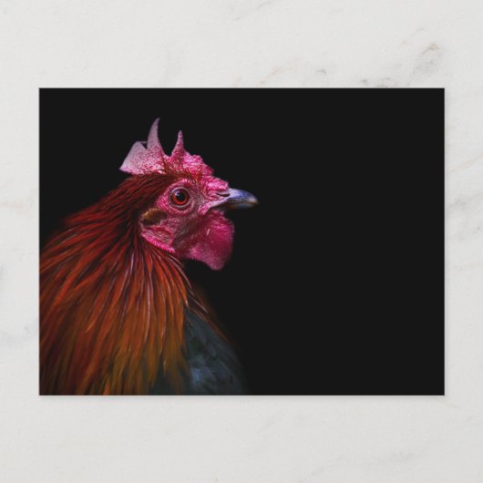Farms | Rooster Head Shot Briefkaart (Voorkant)