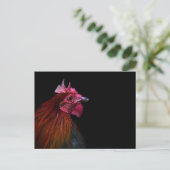 Farms | Rooster Head Shot Briefkaart (Staand voorkant)