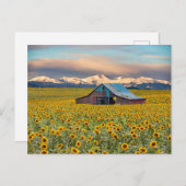 Farms | Sunflower Field Briefkaart (Voorkant / Achterkant)