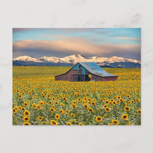 Farms | Sunflower Field Briefkaart (Voorkant)
