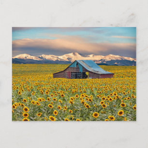 Farms   Sunflower Field Briefkaart