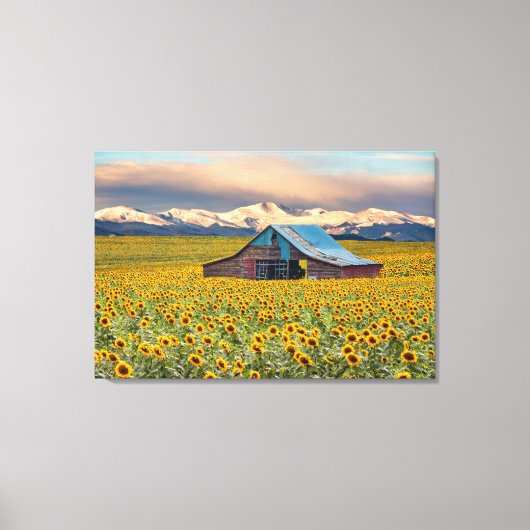 Farms | Sunflower Field Canvas Afdruk (Voorkant)