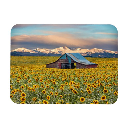 Farms | Sunflower Field Magneet (Horizontaal)