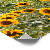 Farms | Sunflower Field Poster (Hoek)