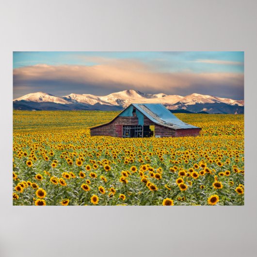 Farms | Sunflower Field Poster (Voorkant)