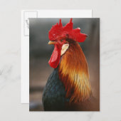 Farmyard Domestic Rooster Briefkaart (Voorkant / Achterkant)