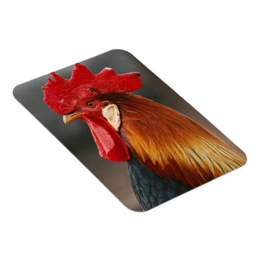 Farmyard Domestic Rooster Magneet (Rechterzijde)