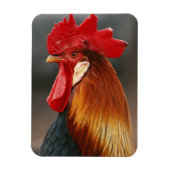 Farmyard Domestic Rooster Magneet (Verticaal)