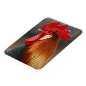 Farmyard Domestic Rooster Magneet (Linkerzijde)