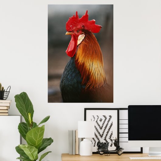 Farmyard Domestic Rooster Poster (Thuiskantoor)