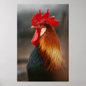 Farmyard Domestic Rooster Poster (Voorkant)