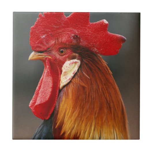 Farmyard Domestic Rooster Tegeltje (Voorkant)