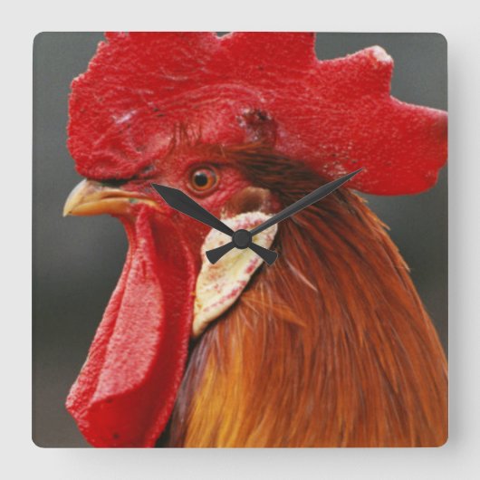 Farmyard Domestic Rooster Vierkante Klok (Voorkant)
