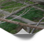 Farnsworth House, Bossen Poster (Hoek)