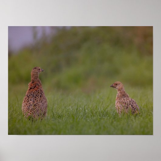 Fasanenmutter mit Kind morgens Poster (Voorkant)