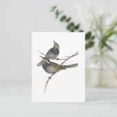 Fasciated Honey Eater Briefkaart (Staand voorkant)