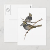 Fasciated Honey Eater Briefkaart (Voorkant / Achterkant)