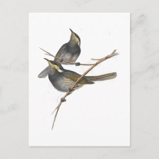 Fasciated Honey Eater Briefkaart