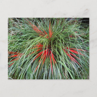 Fascicularia bicolor (Bromeliaceae), Southern Chil Briefkaart