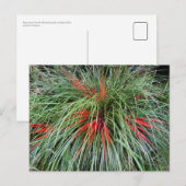 Fascicularia bicolor (Bromeliaceae), Southern Chil Briefkaart (Voorkant / Achterkant)