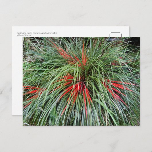 Fascicularia bicolor (Bromeliaceae), Southern Chil Briefkaart (Voorkant / Achterkant)