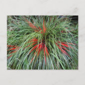 Fascicularia bicolor (Bromeliaceae), Southern Chil Briefkaart (Voorkant)